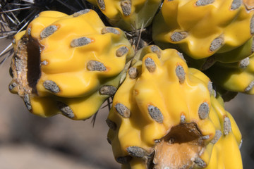 Macro photo Winter Cholla Cactus Fruit.