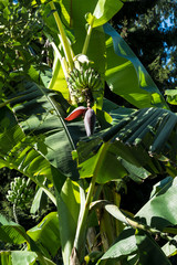 Bananenbaum
