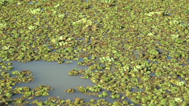 Camalotes or river plants floating in the water - background texture