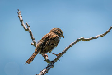 close up of a song sparrow