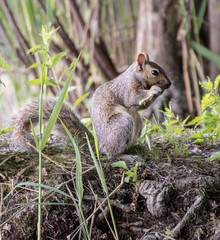 close up of a squirrel in nature