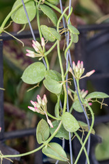 Selective focus close up  pink Hoya  flower in the garden.Blurred Flower clusters flower.