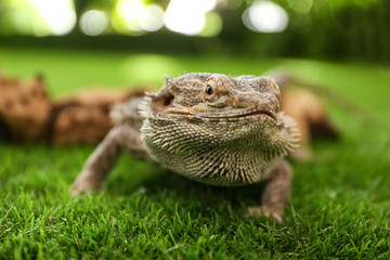 Bearded lizard (Pogona barbata) on green grass, closeup. Exotic pet