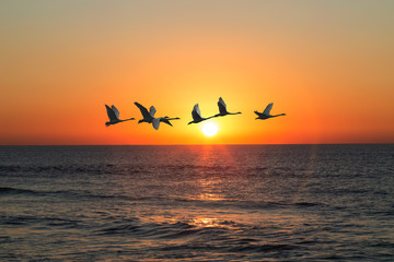A flock of swans flies over the sea against the sunset sky © vesta48