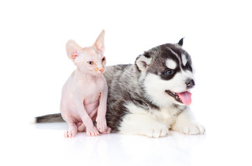 A siberian husky puppy and a sphynx kitten are sitting next to each other. Isolated on a white background
