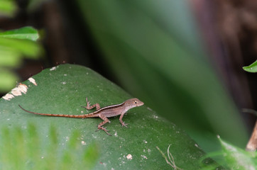 Small brown lizard on a leaf, jungle