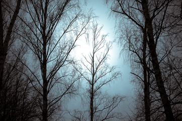 Silhouette of high bare trees on the sky backgorund against the hazy sunshine. Mood concept.