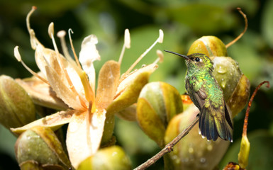 Beija flor, Amazilia viridigaster,  em flor de jatobá. The apodiform violet-fronted hummingbird of the family trochilidae.