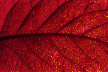 red leaf of a plant, close up nature background.