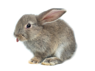 Adorable grey collor rabbit with little pink tongue sticking out on white background.