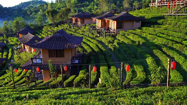 The Tea Plantation on nature green park in the morning Fresh air mountains sunlight and flare fog background Chinese village in Ban Rak Thai, Mae Hong Son, THAILAND.(Translation languageto good luck)