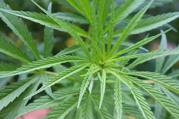 Cannabis bush, cannabis, marijuana leaves in Colombia Bogotá