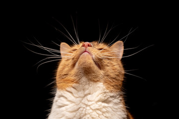 Under the chin angle of a domestic ginger cat