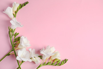 Beautiful spring freesia flowers on pink background, flat lay. Space for text