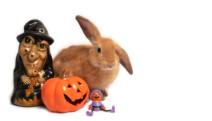 Cute little brown rabbit sitting behind Halloween decorative, pumpkin, jack-o-lantern, old ugly witch, on white background.
