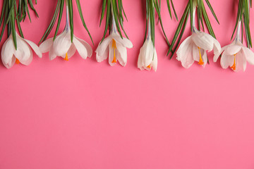 Beautiful spring crocus flowers on pink background, flat lay. Space for text