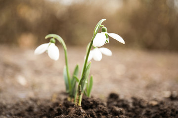 Beautiful blooming snowdrop flowers growing in ground. Springtime