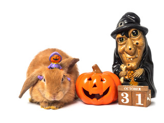 Cute little brown rabbit with Jack-o-landtern on top sitting beside ceramic pumpkin, old ugly witch and wooden block calendar 31 October, on white background.