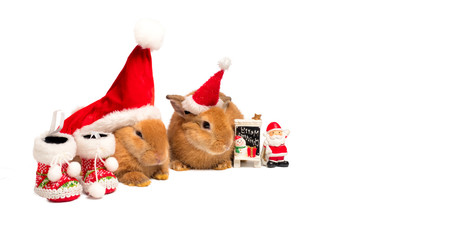 Two brown bunny rabbits wearing party hat, and sitting next to Christmas decoration. Christmas greeting.