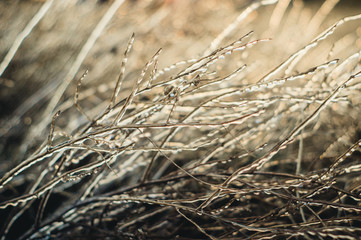 grass in ice at sunset