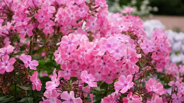 Pink flower of phlox (Phlox paniculata), vivid summer flowers