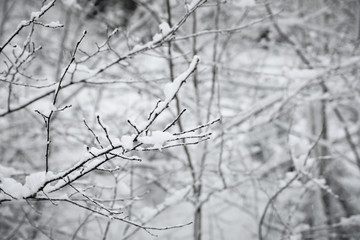 Fototapeta na wymiar Branches covered with snow in winter forest, closeup