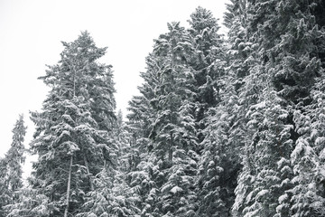 Picturesque view of snowy coniferous forest on winter day
