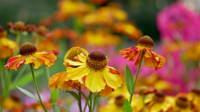 Beautiful autumn colors helenium hybridum in the garden. Yellow fall daisies.