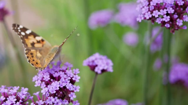 Butterfly on the Verbena bonariensis flowers (Argentinian Vervain or Purpletop Vervain, Clustertop Vervain, Tall Verbena, Pretty Verbena) in garden.