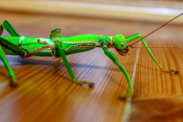Beautiful stick insect climbs on a wooden surface. Stick insect examines a wooden surface.