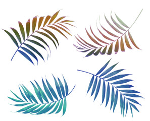 Fototapeta na wymiar Set of tropical leaves on white background