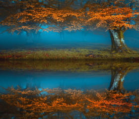 dark mood forest in autumn near a river