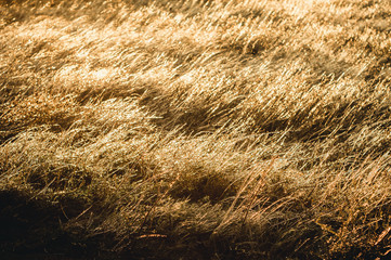 yellow dry grass in the wind
