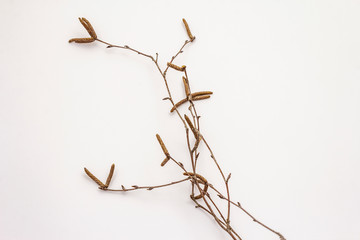 Birch branches isolated on white background. Easter background. Zero Waste concept