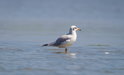 Seagull on a backwater lake waiting for prey