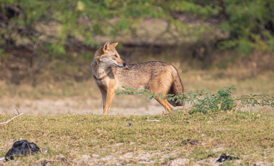 Indian golden jackal wandering wild in a wide landscape