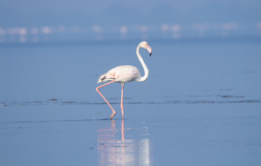 Flamingo standing on a lake