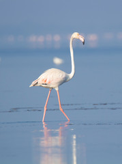 Flamingo walking on a lake