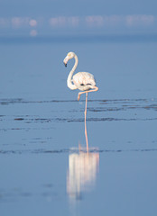 Flamingo standing in a single leg on a lake