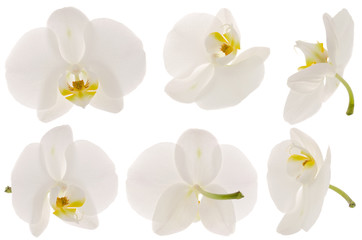 Naklejka na ściany i meble White Orchid flower set isolated on white background