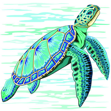 Sea Turtle Turquoise Oceanlife Vector Art 