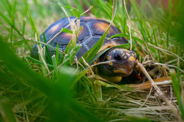Red-Footed Tortoise (Chelonoidis Carbonarius) a Species from Northern South America Eating Excrement in a Green and Dry Garden
