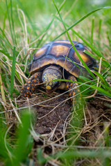 Red-Footed Tortoise (Chelonoidis Carbonarius) a Species from Northern South America Eating Excrement in a Green and Dry Garden