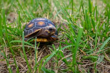 Red-Footed Tortoise (Chelonoidis Carbonarius) a Species from Northern South America Eating Excrement in a Green and Dry Garden