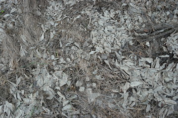 grass and fallen leaves