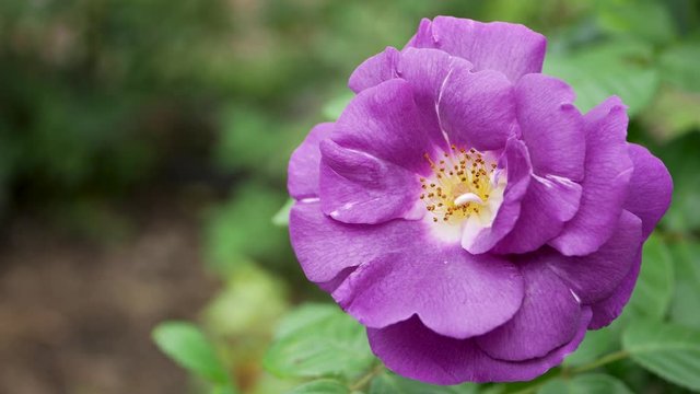 Blue rose flower in the garden. Growing roses