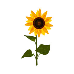 Sunflower on a stalk