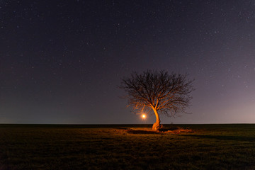 Lonely tree in the field with millions of stars in the background