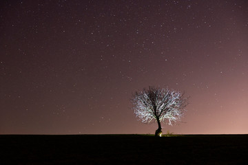 Fototapeta na wymiar Lonely tree in the field with millions of stars in the background