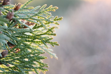 Green sprig of thuja at the end of winter